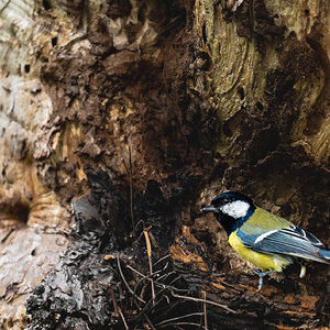 great tit-15.jpg