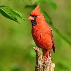 Northern Cardinal - Ashland - 05142023 - 08-DN.jpg