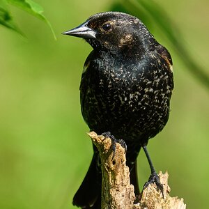 Red-Winged Blackbird - Ashland - 05142023 - 04-DN.jpg