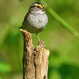 White-Throated Sparrow - Ashland - 05142023 - 02-DN.jpg