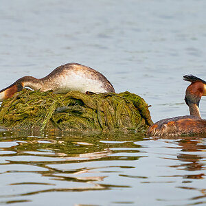 grebe 2023 11.jpg