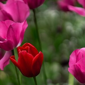 pink and red tulips-6.jpg