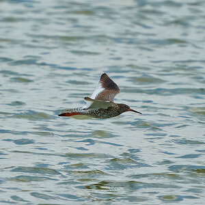 red shank 2023.jpg