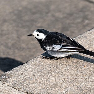 white wagtail-2.jpg