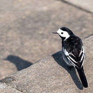 white wagtail-5.jpg