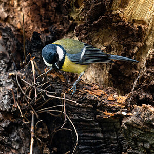 great tit-18.jpg