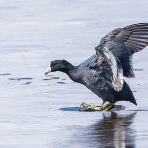 20230319_American_Coot-742834.jpg