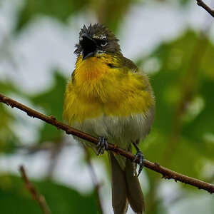 Yellow-Breadted Chatt - Bonbay Hook NWR - 05202023 - 11-DN.jpg