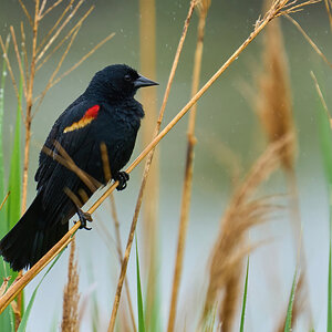 Red-Winged Blackbird - Bonbay Hook NWR - 05202023 - 01-DN.jpg