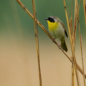 Common Yellowthroat - Bonbay Hook NWR - 05202023 - 03-DN.jpg