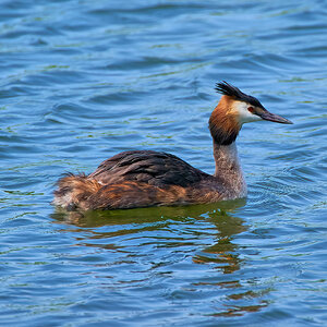 grebe 2023 12.jpg