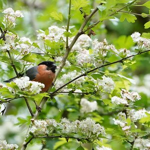 Bullfinch male