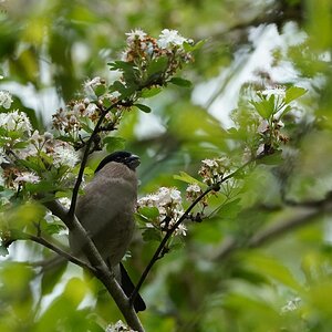 Bullfinch female