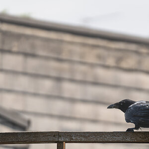 crow ready for flight-2.jpg