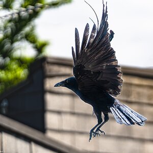 crow take off-8.jpg