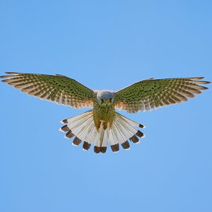 kestrel 2023 370.jpg