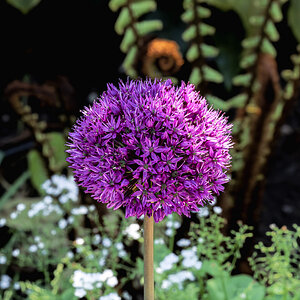 allium giganteum-1.jpg