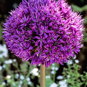 allium giganteum-2.jpg