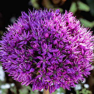 allium giganteum-3.jpg