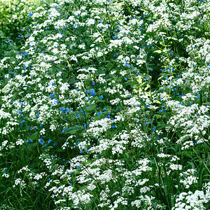 wildflower meadow-1.jpg