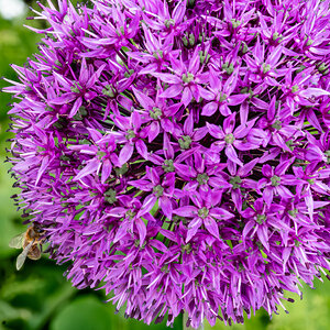 allium giganteum-4.jpg