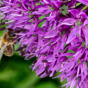 allium giganteum-5.jpg