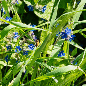 wildflower meadow-3.jpg