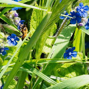 wildflower meadow-5.jpg