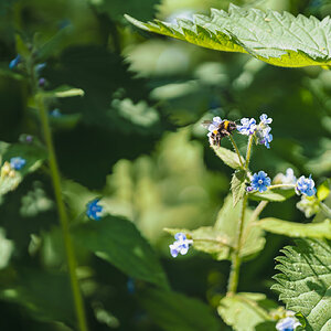 wildflower meadow-6.jpg