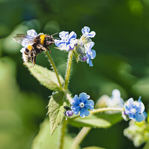 wildflower meadow-8.jpg