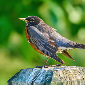 American Robin - Home - 05212023 - 01-DN.jpg