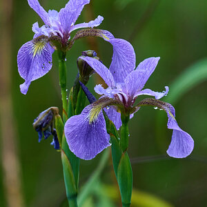 Wild Iris - Bonbay Hook NWR - 05202023 - 01-DN.jpg