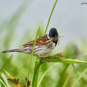 reed bunting 2023 16.jpg