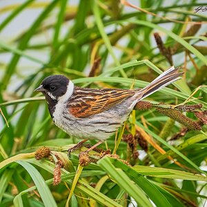 reed bunting 2023 15.jpg