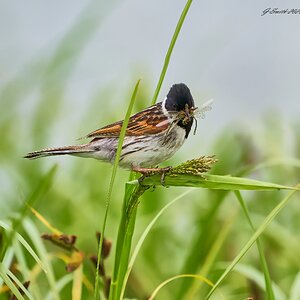 reed bunting 2023 17.jpg