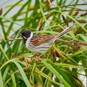 reed bunting 2023 14.jpg