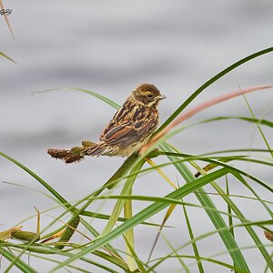 corn bunting 2023.jpg