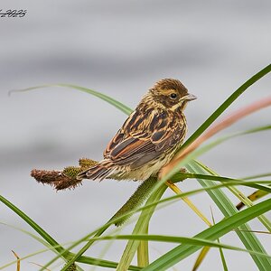 corn bunting 2023 2.jpg