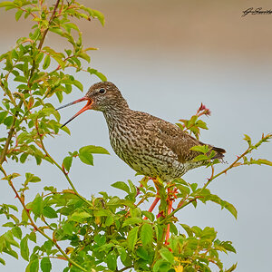 redshank 2023 1.jpg