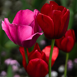 pink and red tulips-1.jpg