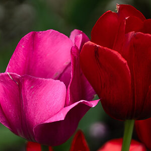 pink and red tulips-2.jpg