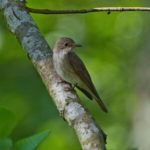 DSC04145- Spotted Flycatcher 2.jpeg