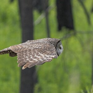 Great-Gray-Owl_RP28472..jpg