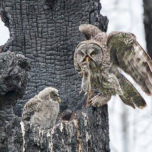 Great Gray Owl_RP20089.jpg