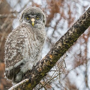 Great Gray Owl_RP28833.jpg