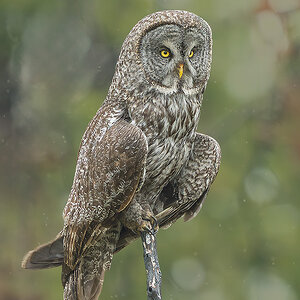 Great Gray Owl_RP29589.jpg