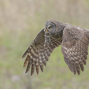 Great Gray Owl_RP29785.jpg