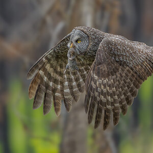 Great Gray Owl_RP29805.jpg