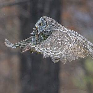 Great Gray Owl_RP29833.jpg