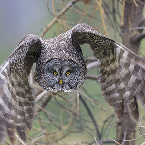 Great-Gray-Owl_RP23542.jpg